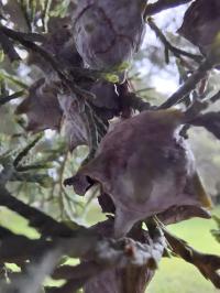 Hesperocyparis lusitanica image